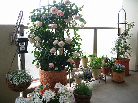 cách trồng hoa hồng leo pháp